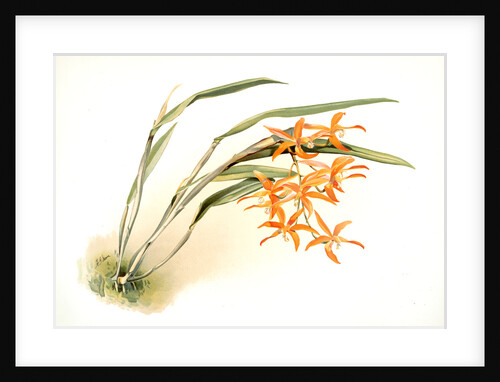 Laella harpophylla by F. Sander