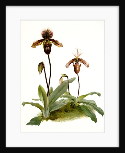 Cypripedium (hybridum) pollettianum; Cypripedium (hybridum) maynardii by F. Sander