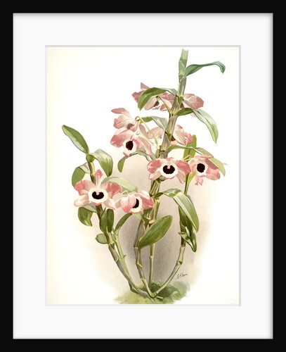 Dendrobium noile sanderianum by F. Sander