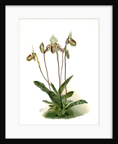 Cypripedium argus by F. Sander