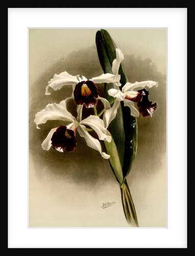 Laelia purpurata by F. Sander