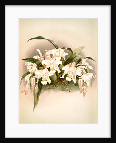 Coelogyne cristata maxima by F. Sander