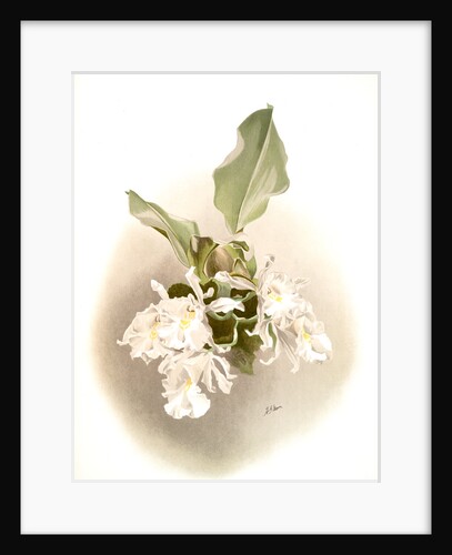 Trischopilia suavis alba by F. Sander