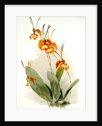 Oncidium kramerianum by F. Sander