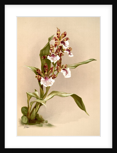 Zygopetalum crinitum by F. Sander