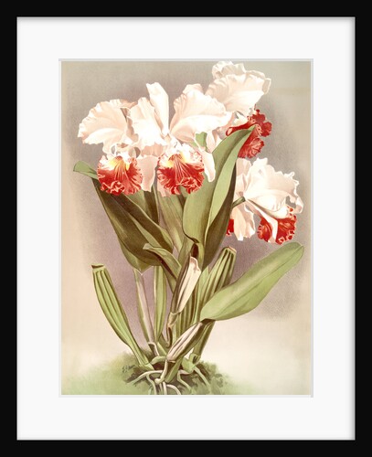 Cattleya Mendelli, Duke of Marlborough by F. Sander