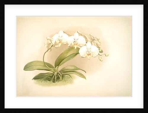 Phalaenopsis grandiflora aurea by F. Sander