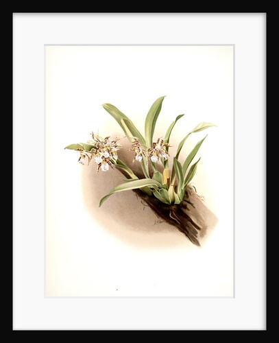 Odontoglossum blandum by F. Sander