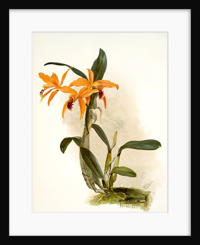 Laelio-cattleya (hybrida) phoebe by F. Sander
