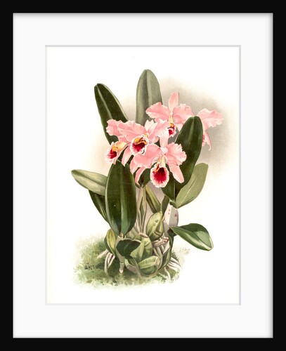 Cattleya Percivaliana by F. Sander