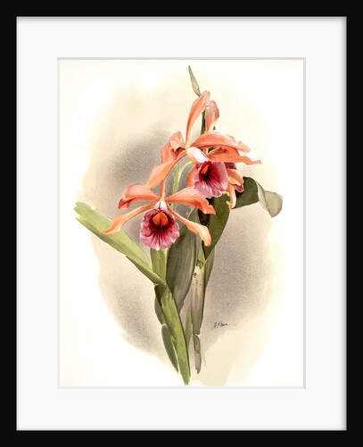 Laelia grandis by F. Sander
