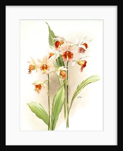 Phaius hybridus amabilis; phaius hybridus marthiae by F. Sander