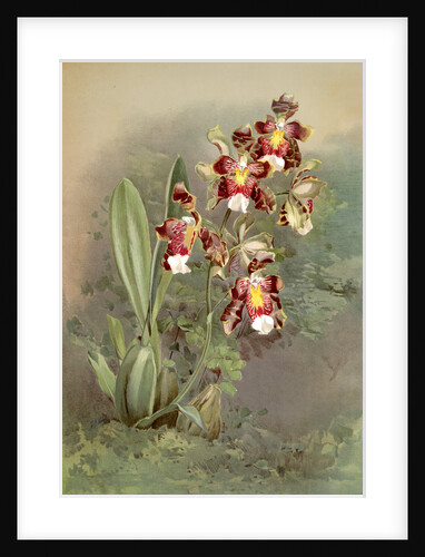 Odontoglossum harryanum by F. Sander