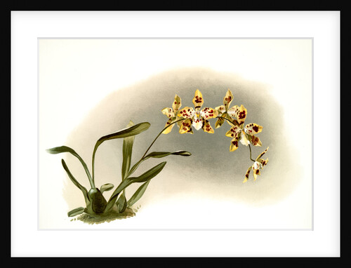Odontoglossum excellens by F. Sander