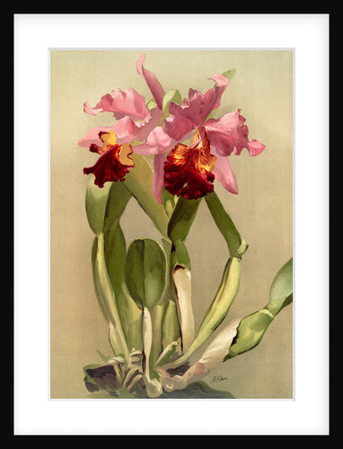 Cattleya (hybrida) hardyana by F. Sander