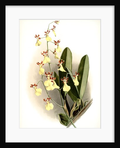 Oncidium splendidum by F. Sander