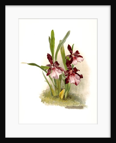 Miltonia moreliana by F. Sander