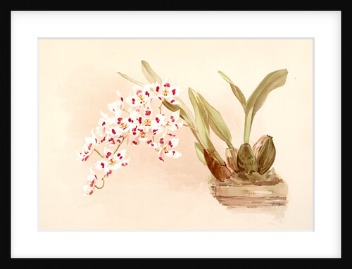 Odontoglossum pescatorei by F. Sander