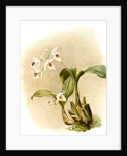 Coelogyne sanderae by F. Sander