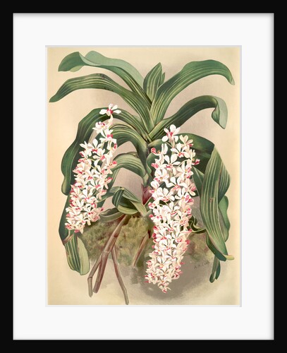 Saccolabium giganteum by F. Sander