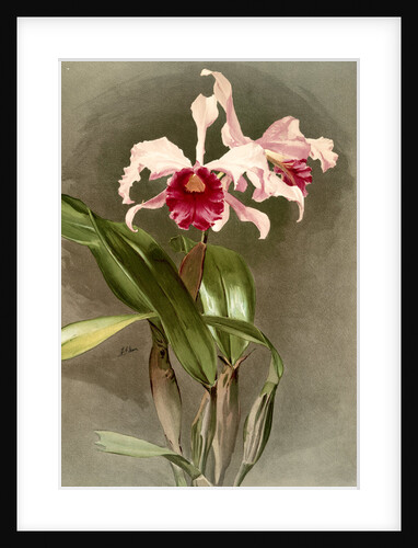 Cattleya (hybrida) arnoldiana by F. Sander