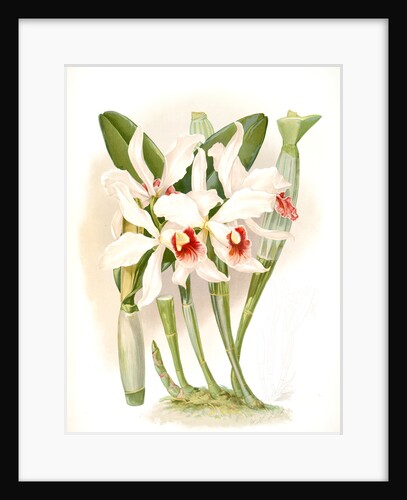 Laelia euspatha by F. Sander