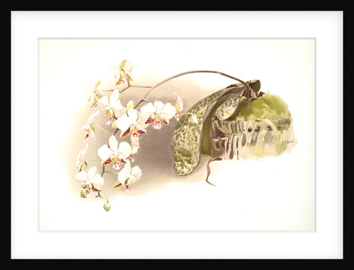 Phalaenopsis stuartiana by F. Sander