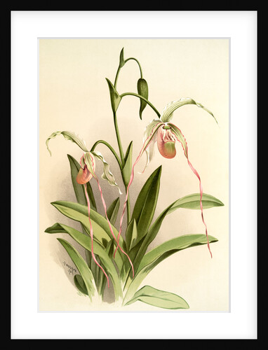 Selenipedium hybridum grande by F. Sander