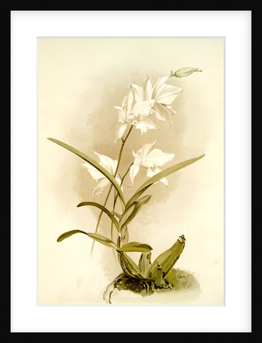 Laelia autumnalis alba by F. Sander