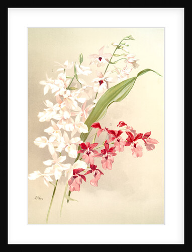 Hybrid calanthes (1) victoria regina (2) bella (3) burfordiense by F. Sander