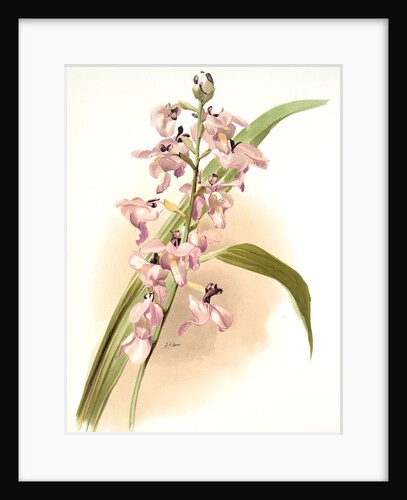 Lissochilus giganteus by F. Sander