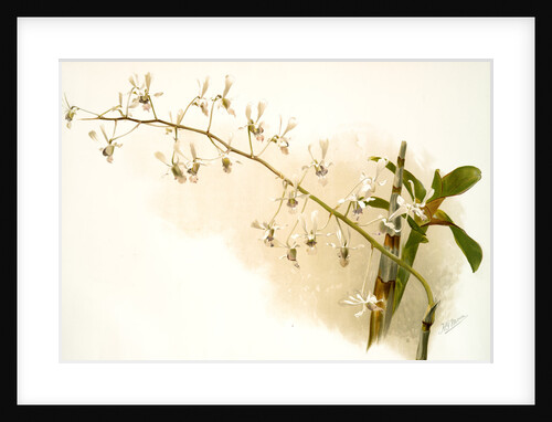 Dendrobium imperatrix by F. Sander