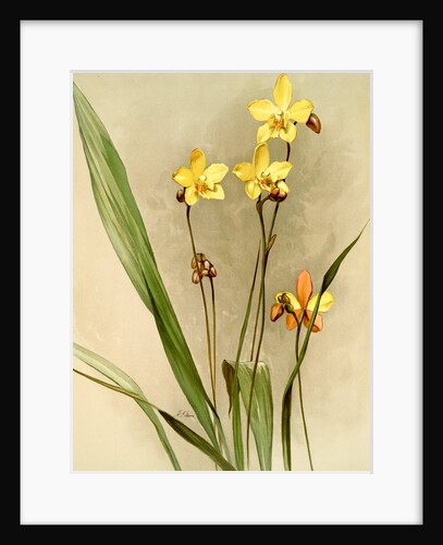 Spathoglottis kimballiana by F. Sander