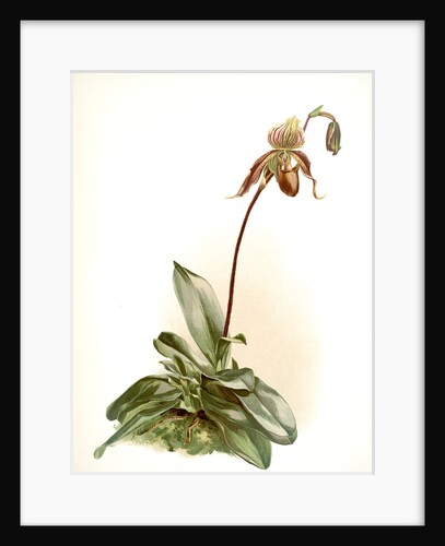Cypripedium selligerum majus by F. Sander