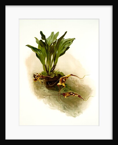 Masdevallia chimaera var mooreana by F. Sander