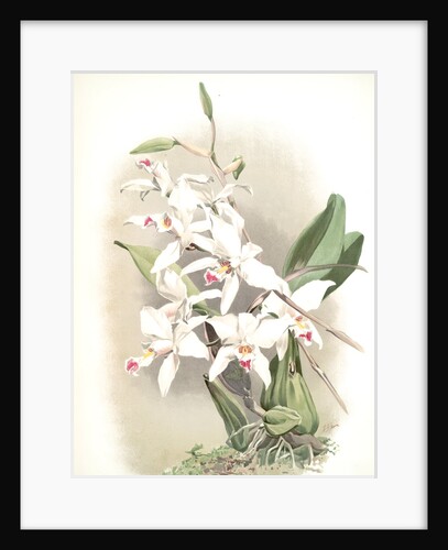 Laelia anceps sanderiana by F. Sander