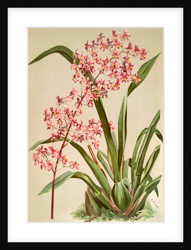 Odontoglossum edwardii by F. Sander