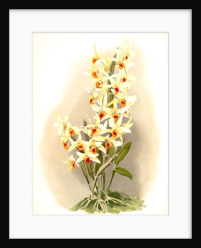 Dendrobium aureum by F. Sander
