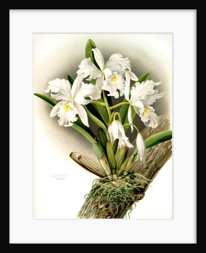 Cattleya rochellensis by F. Sander