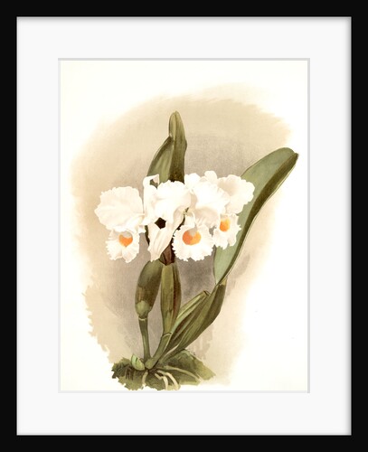 Cattleya schroederoe alba by F. Sander