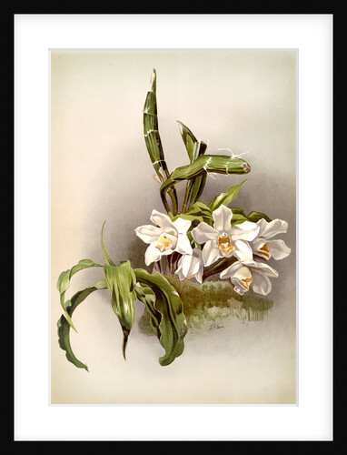 Chysis bractescens by F. Sander