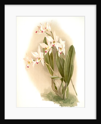 Laelia anceps Percivaliana by F. Sander