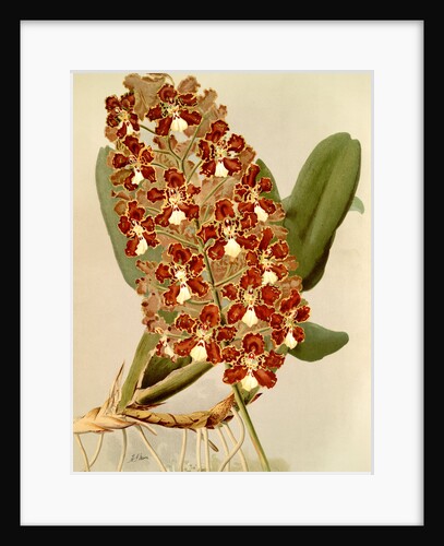 Odontoglossum coronarium by F. Sander