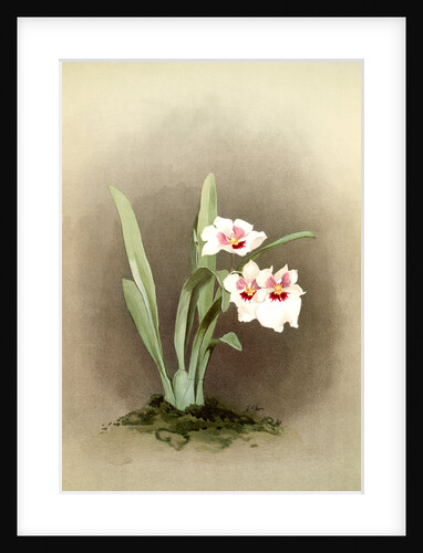 Miltonia (hybrida) bleuana by F. Sander