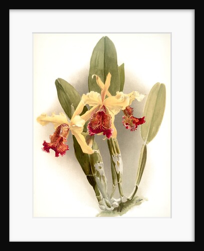 Cattleya dowiana var chrysotoxa by F. Sander