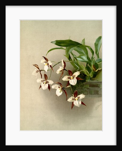 Odontoglossum humeanum by F. Sander