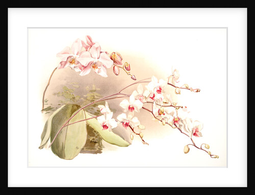 Phalaenopsis sanderiana; Phalaenopsis intermedia portei by F. Sander