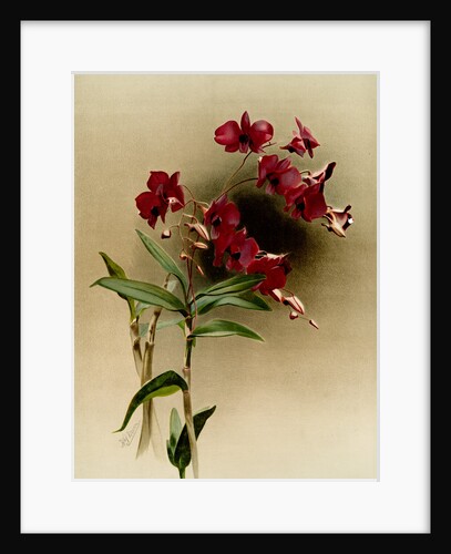 Dendrobium phalaenopsis var statterianum by F. Sander