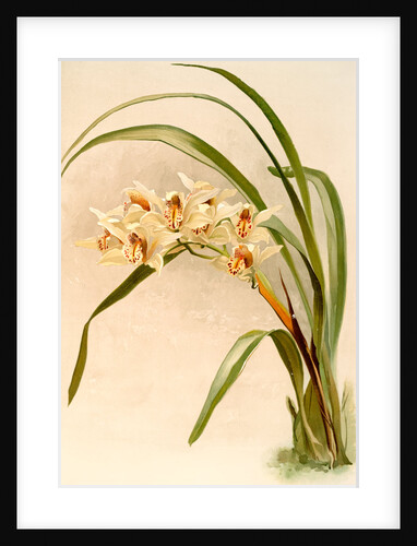 Cymbidium (hybridum) winnianum by F. Sander