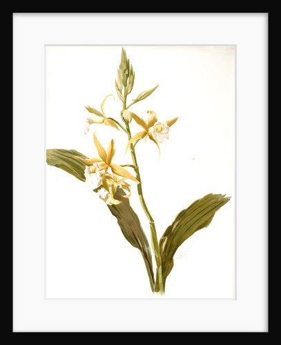 Phaius blumei var assamicus by F. Sander